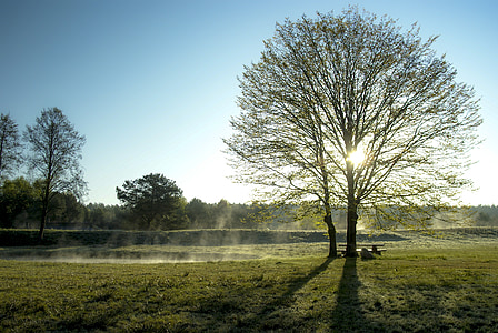 early spring, poetry, morning, landscape, the fog, sunrise, tree