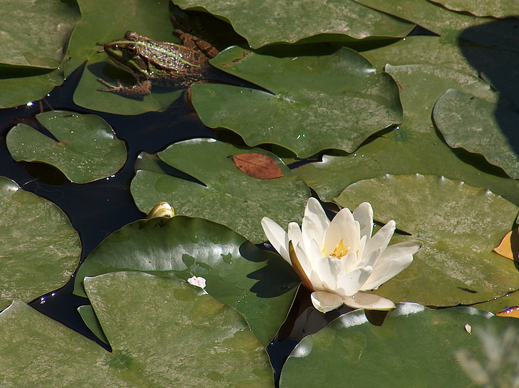 frog, waterlily, prince, lake