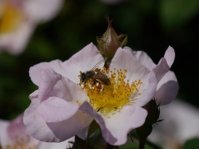 lill, Wild rose, mesilane, õis, Bloom