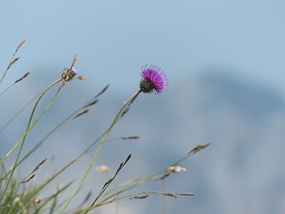 alpine thistle, thistle, blossom, bloom, flower, purple, violet