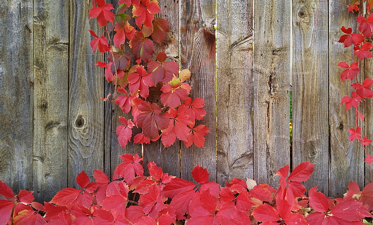vines, autumn, greeting card, fall, wood fence, flower, red