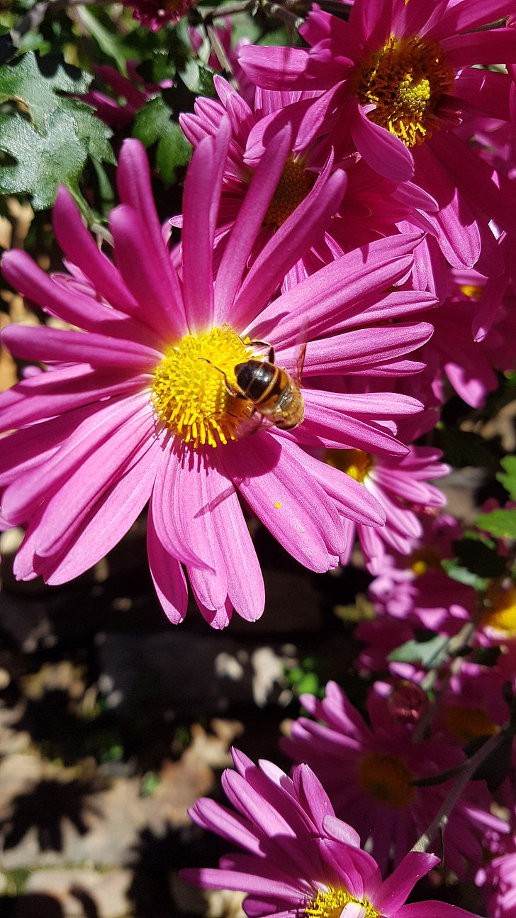 Chrizantema gėlė, rudenį, bičių