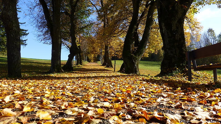 hnedá, sušené, listy, v blízkosti zariadenia:, tráva, jeseň, stromy