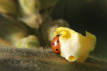 ladybug, lucky charm, aphids, scale insects, insect photo, insect, nature conservation