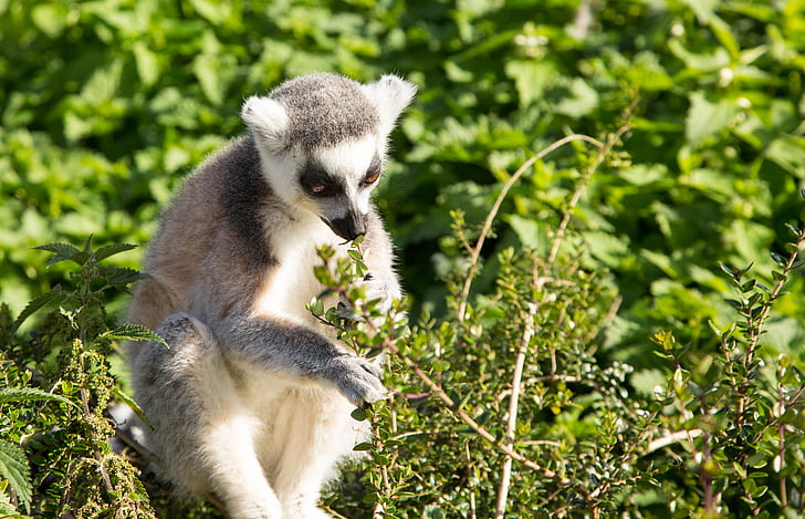 lemur, ring tailed, primate, wildlife, animal, nature, mammal