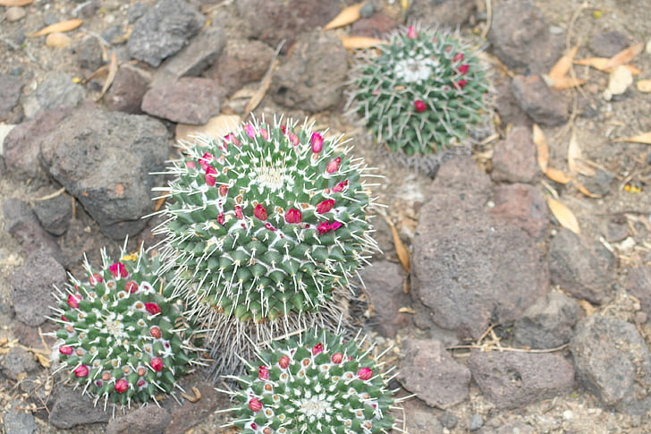 mammalaria, Cactus, deşert de plante, înflorire houseplant