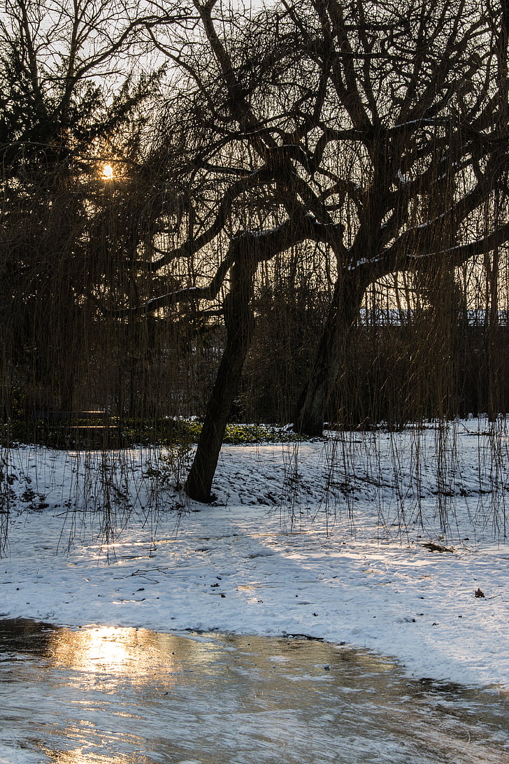 sneg, LED, drevo, pozimi, hladno, zasneženih