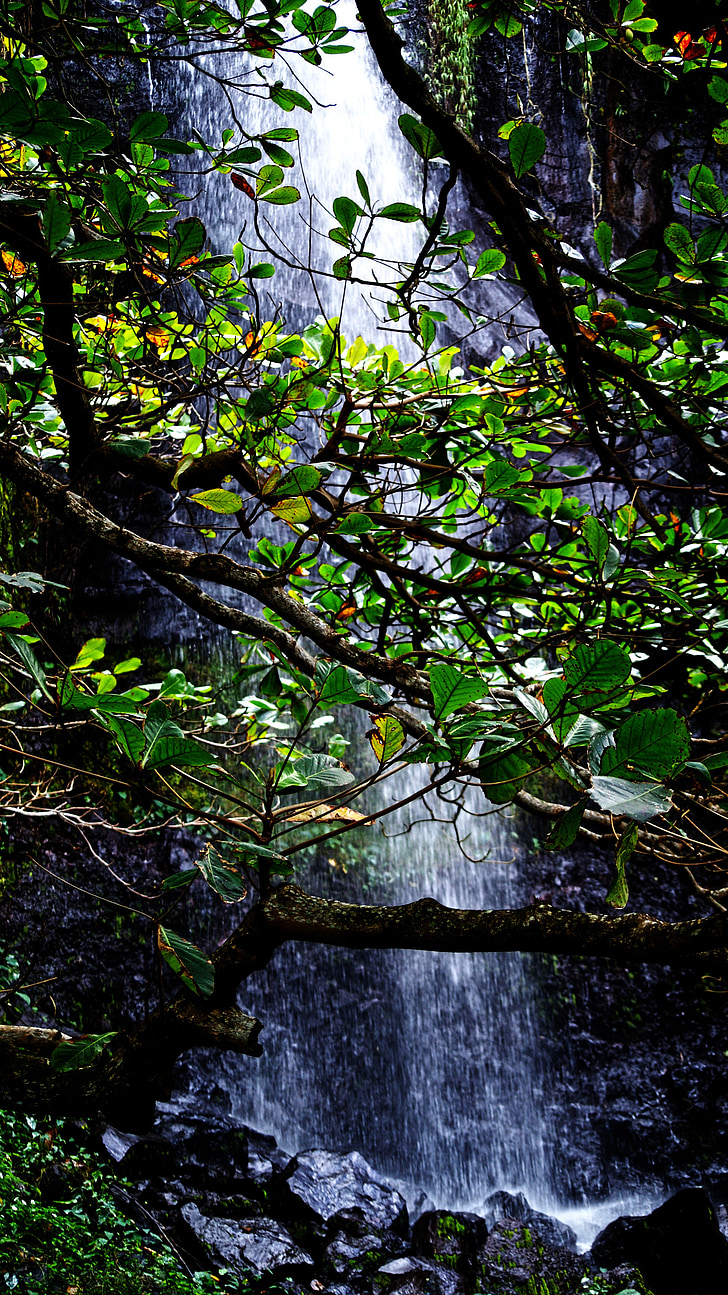 Cascades, Reunion-sziget, víz, ágak, levelek, vízesés, vízesések