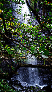 dãy núi Cascade, Đảo Reunion, nước, chi nhánh, lá, Falls, thác nước