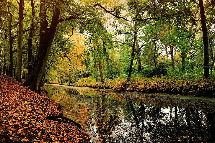 Natur, Blatt, Laubwald, Herbst-Motiv, Herbst, Wald, Baum