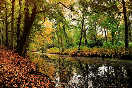Příroda, list, listnatý les, podzimní motiv, podzim, Les, strom