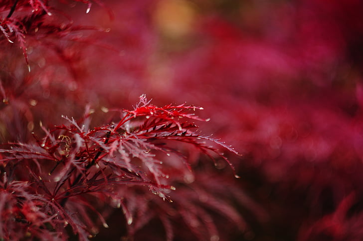 close, photo, red, leaf, plant, nature, pink