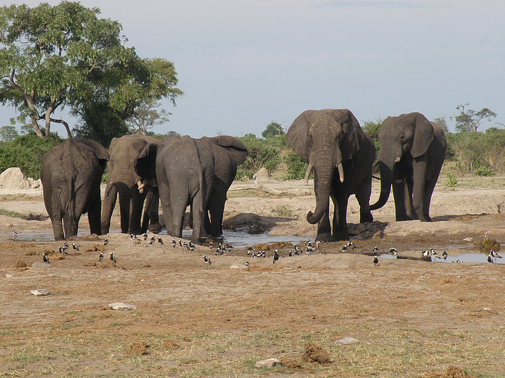 sloni, divje, prosto živeče živali, živali, čreda, vode luknjo, Jungle