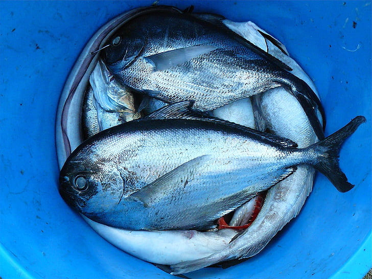 kova, Catch, Balık, taze, Deniz ürünleri