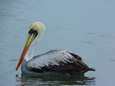 pelikan, water, bird, fish, animal, nature