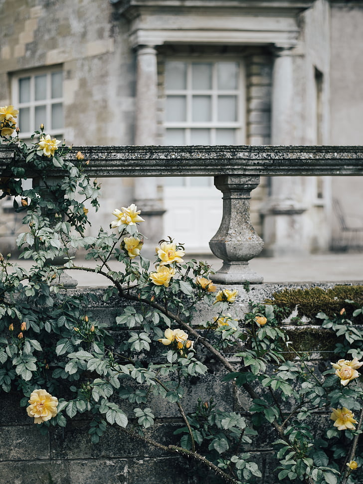 flowers, roses, wall, outdoor, building