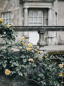 kwiaty, róże, ściana, odkryty, budynek