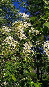 bird cherry, may, flowers, spring, bloom, greens, white flowers