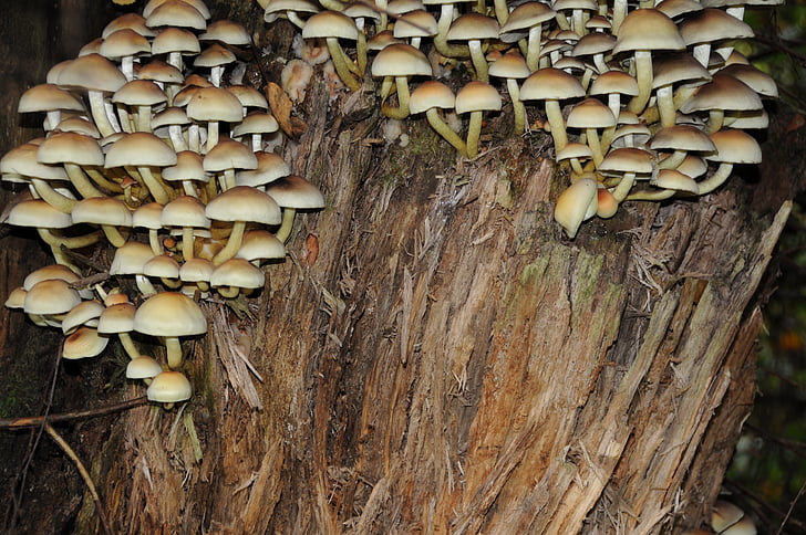 mushrooms, tree stump, decomposition, autumn, forest, autumn mood, log