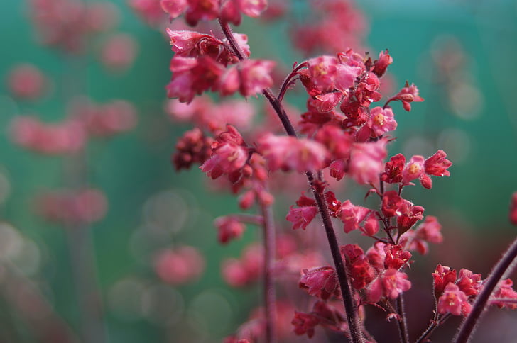 꽃, bokeh, 얕은 깊이, 핑크, 꽃잎, 아름 다운, 꽃