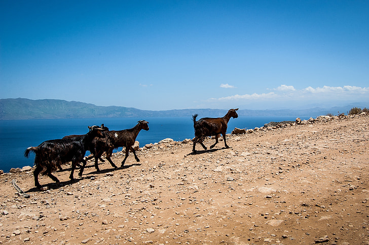 kozy, kamienie, Grecja, Kreta