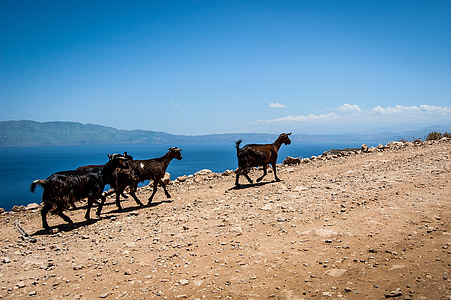 kambing, batu-batu, Yunani, Crete