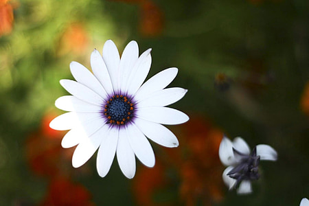 kwiat, Kwitnienie, kwiat, kwiatowy, Daisy, biały, płatki