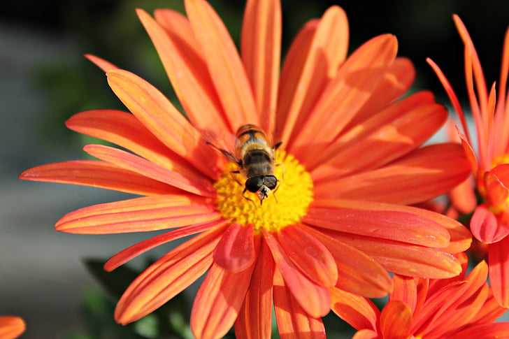 flor, abella, insectes, natura, pol·len, pol·linització, floració