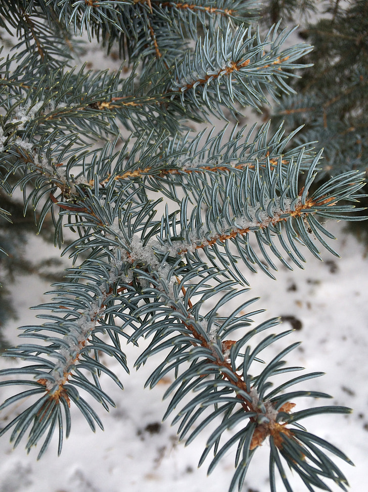 tallbarr, spruce, Pine, träd, vinter, gren, FIR