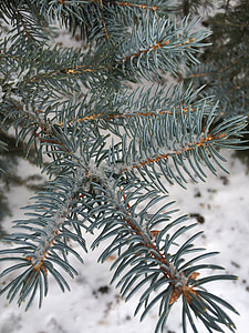 pine needles, spruce, pine, tree, winter, branch, fir