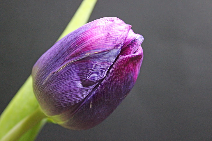 tulip, spring, flower, flowers, springtime flowers, early bloomer, purple