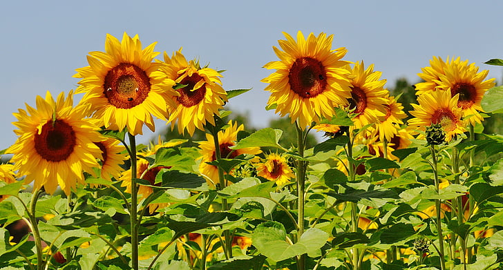 Slunečnice, včely, léto, zahrada, květ, Bloom, žlutá