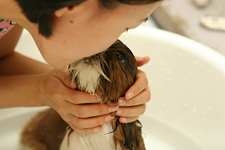 kutya, kiskutya, fürdő, víz, Dara, csók, kedvtelésből tartott kutyák