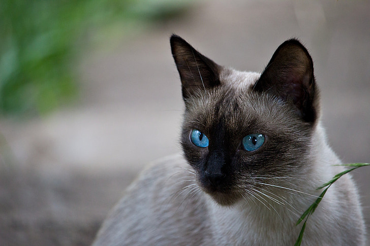 gato Thai, Gato siamés, raza de gato, gatito, Retrato, ojos azules, beige