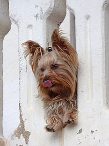 con chó, yorkshire terrier, có một cái nhìn, vật nuôi, vật nuôi, vật nuôi, một trong những động vật