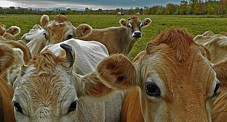 vacas, bovina, gado, animal, natureza, mamífero, pecuária