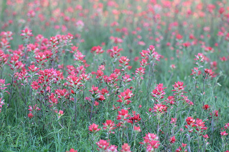 fiori selvatici, rosso, Blooming, campo, primavera, natura