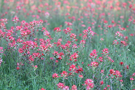 wild flowers, red, blooming, field, spring, nature