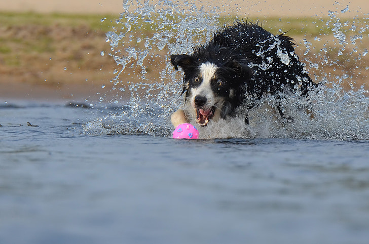 Lucu, border collie, melompat, air, anjing gembala Inggris, musim panas