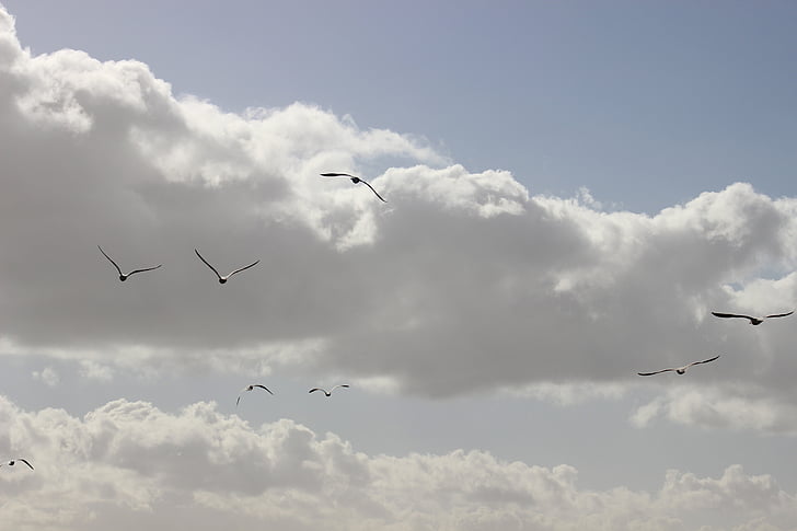 sky, birds, seagulls, bird flight, bird, flying, nature