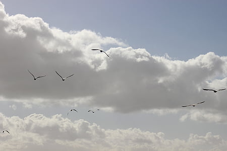 cel, ocells, gavines, vol dels ocells, ocell, volant, natura