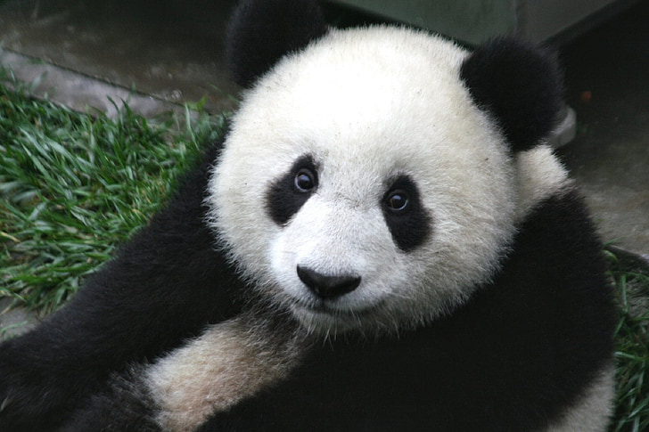 panda, cub, wildlife, zoo, cute, china, mammal