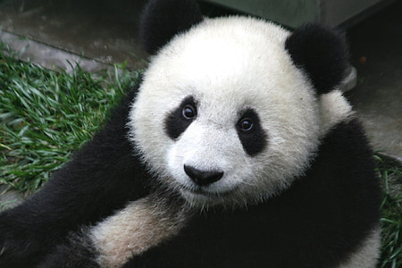 Panda, Cub, Tierwelt, Zoo, niedlich, China, Säugetier