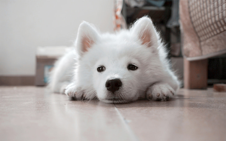 dog, puppy, white, pets, animal, cute, samoyed