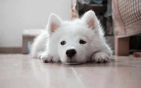 สุนัข, ลูกสุนัข, สีขาว, สัตว์เลี้ยง, สัตว์, น่ารัก, samoyed