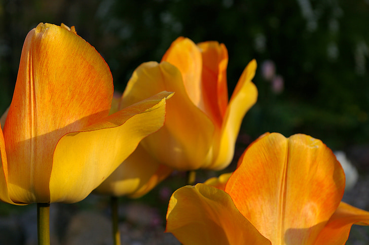 tulipani, žuta tumora, narančasta tulipana, proljeće, cvijet, cvatu, cvijet