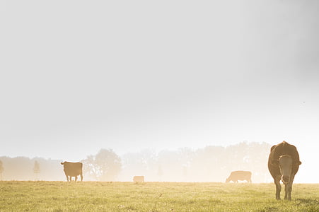 mlha, krávy, krajina, mlha, pastviny, venkova, tráva