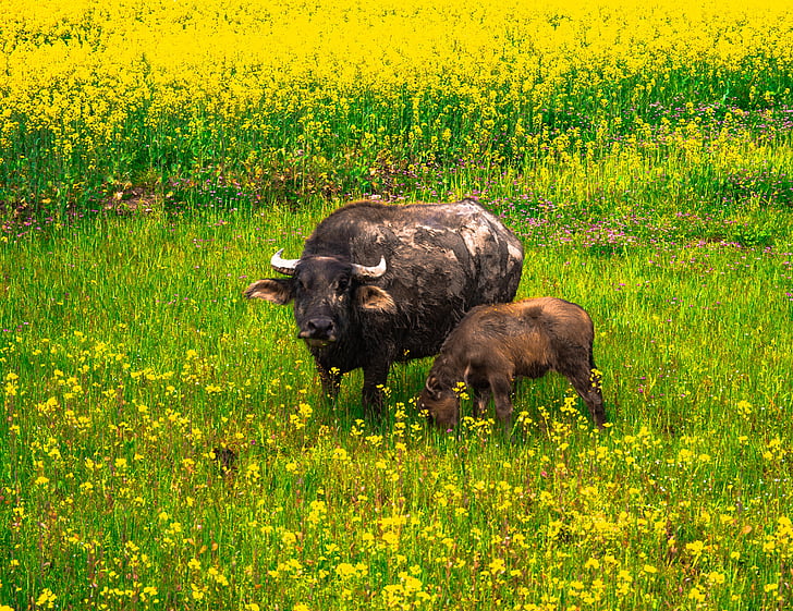 buffalo, china, farmer, field, farm