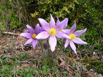 flor, púrpura, planta, Francia, flores, floración