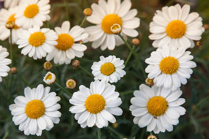 Aster, disaring, Daisy, bunga, musim panas, bunga, putih